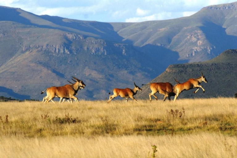 herd eland jumping samara mara karoo south africa 1500x1000 1 768x512