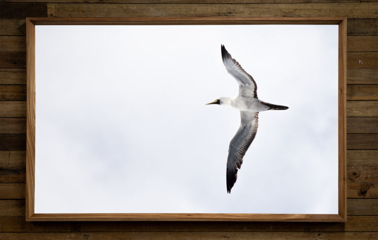 albatross2002 768x487