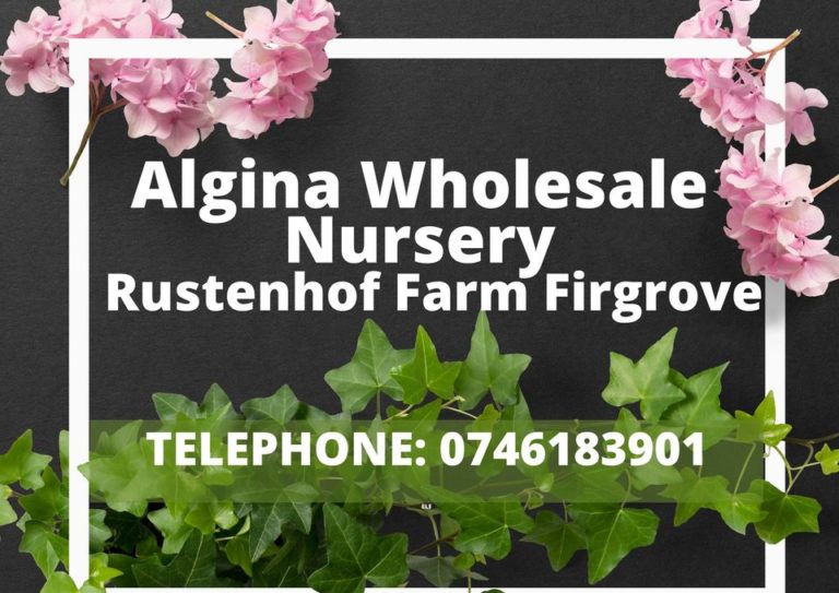 279509323 1892204034296110 153024787042057523 n 768x543