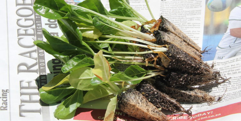 Abalimi 51 e1515007956486 768x387