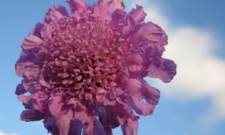 cropped Scabiosa 768x460
