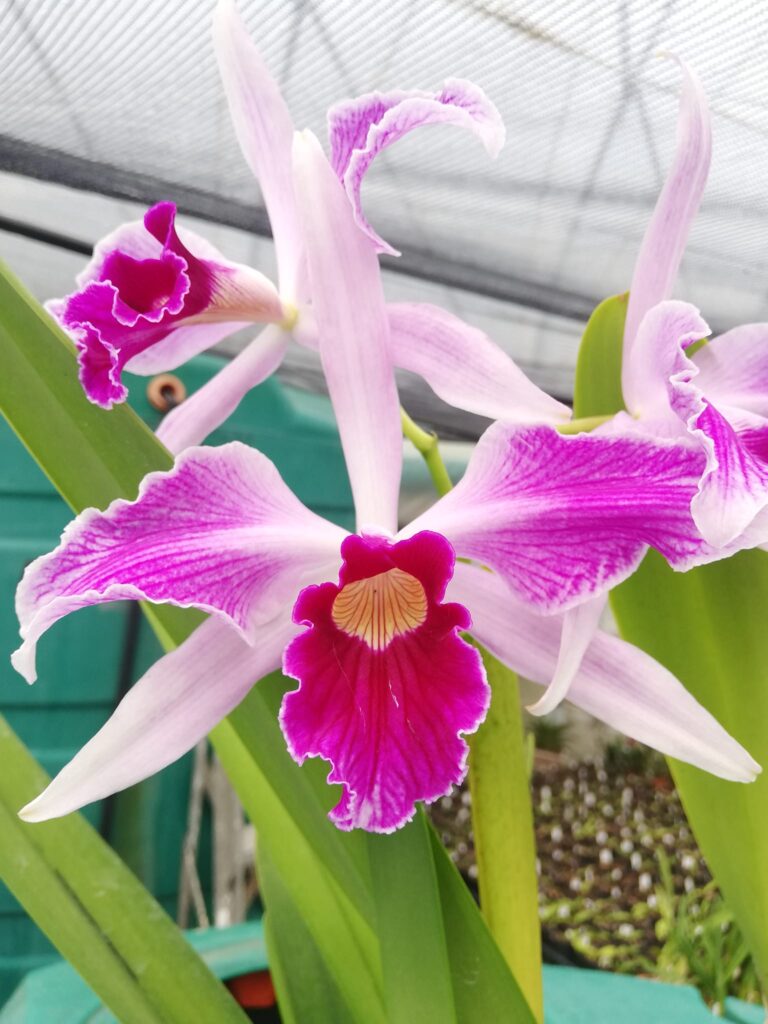 269315062 2189155711235267 7141493639590561379 n 768x1024