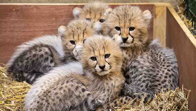 Cheetah Cubs For SaleTiger Cubs For SaleLion Cubs For Sale 1