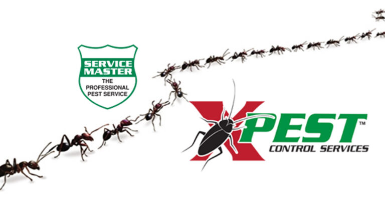 Pest Control Solutions3 768x403