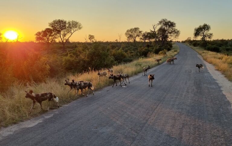 277812039 5238746362842030 567927311406557770 n 768x485