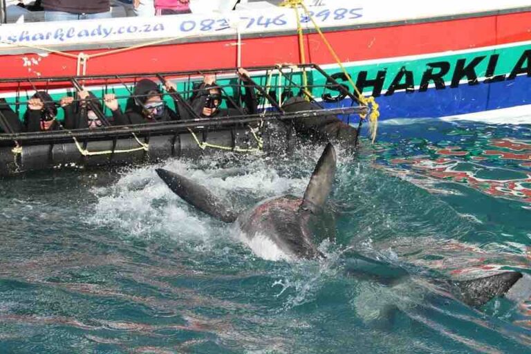 sharklady adventures greatwhite lunging next to cage web 768x512