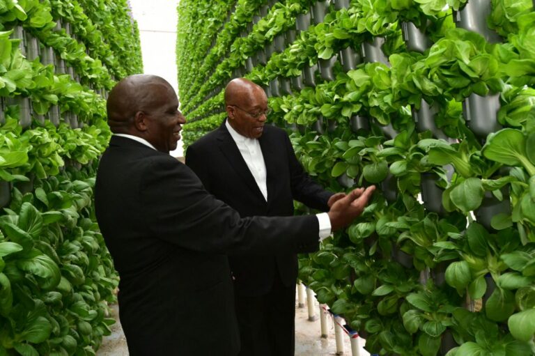 hydroponic Greenhouses 768x511