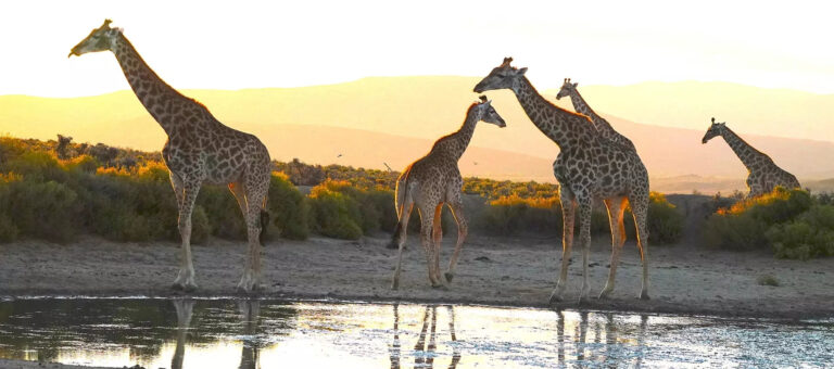 images banners giraffes sunset 850 768x340