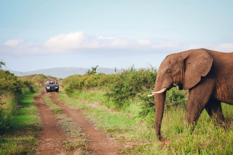 327088243 1162528657957046 6880263051548058610 n 768x512