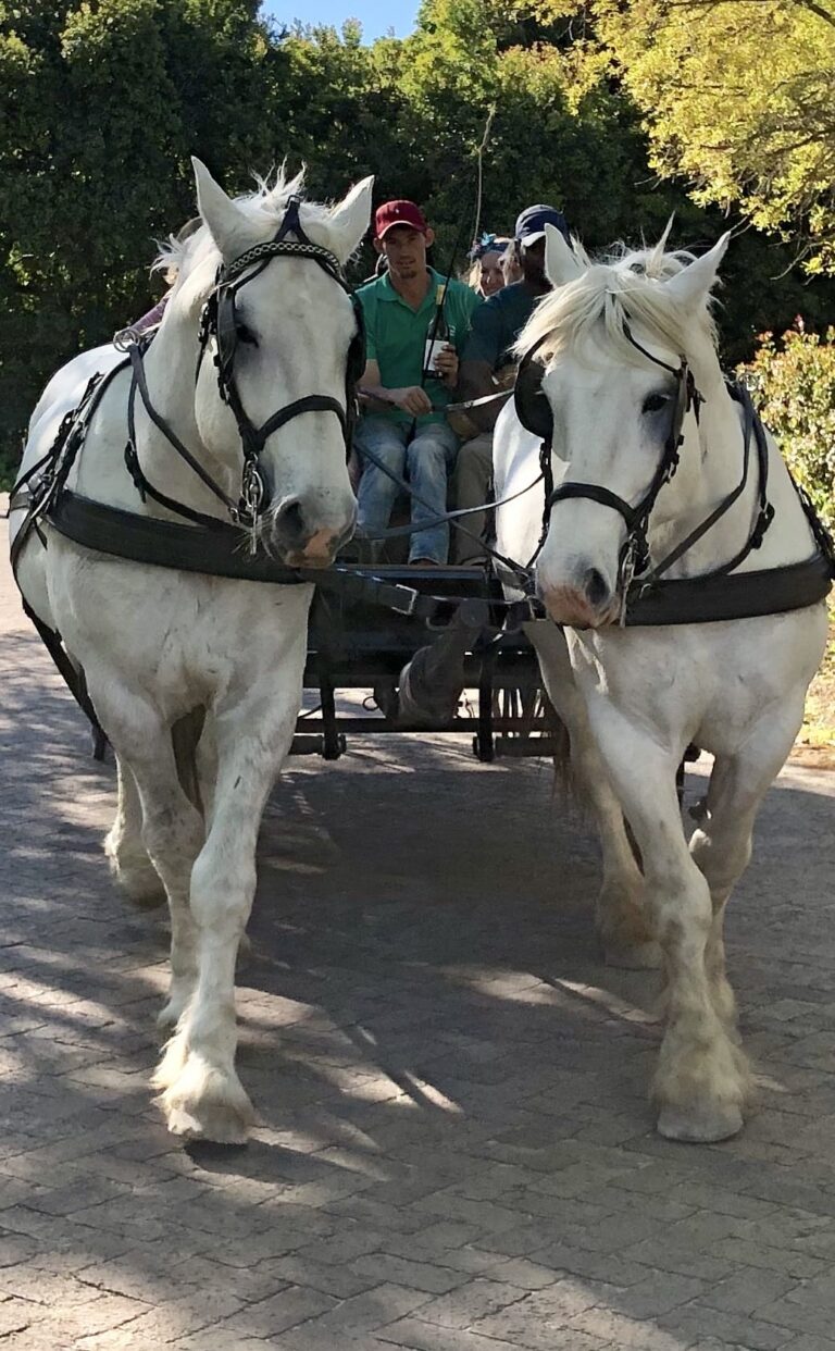 IMG 0507 20190924160236 768x1242