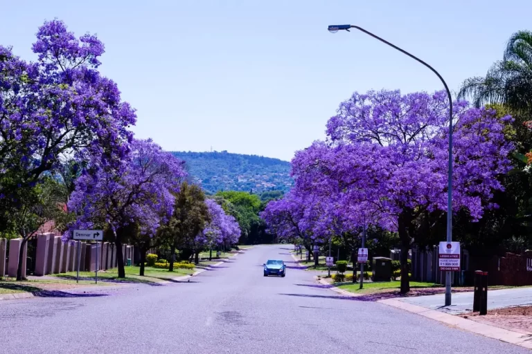 government jobs jacaranda 768x512