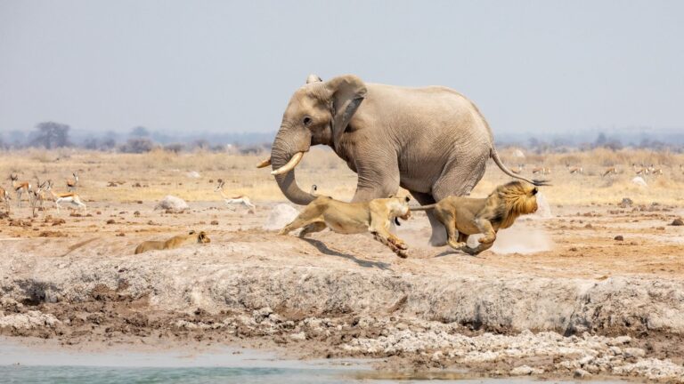 320083896 2152506551618139 523913390347061984 n 768x432