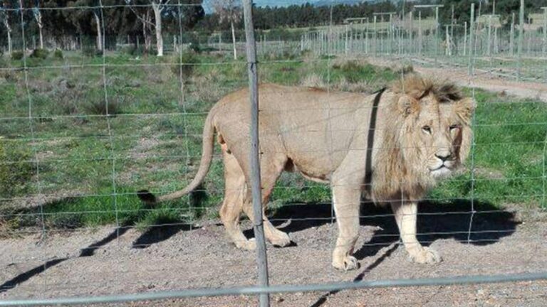 Drakenstein Lion Park 768x432