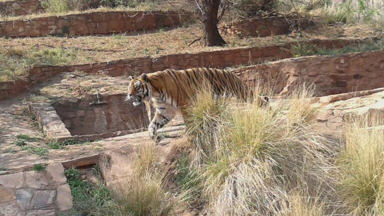 Pretoria Zoo 768x432