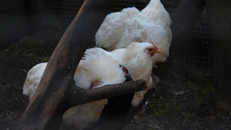 World of Birds Wildlife Sanctuary and Monkey Park 768x432