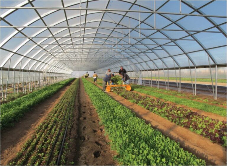 Greenhouse Tunnels South africa 1024x749 1 768x562