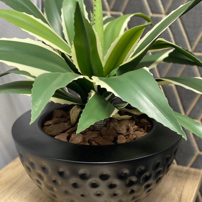 Agave in ceramic bowl from plant couture 768x768