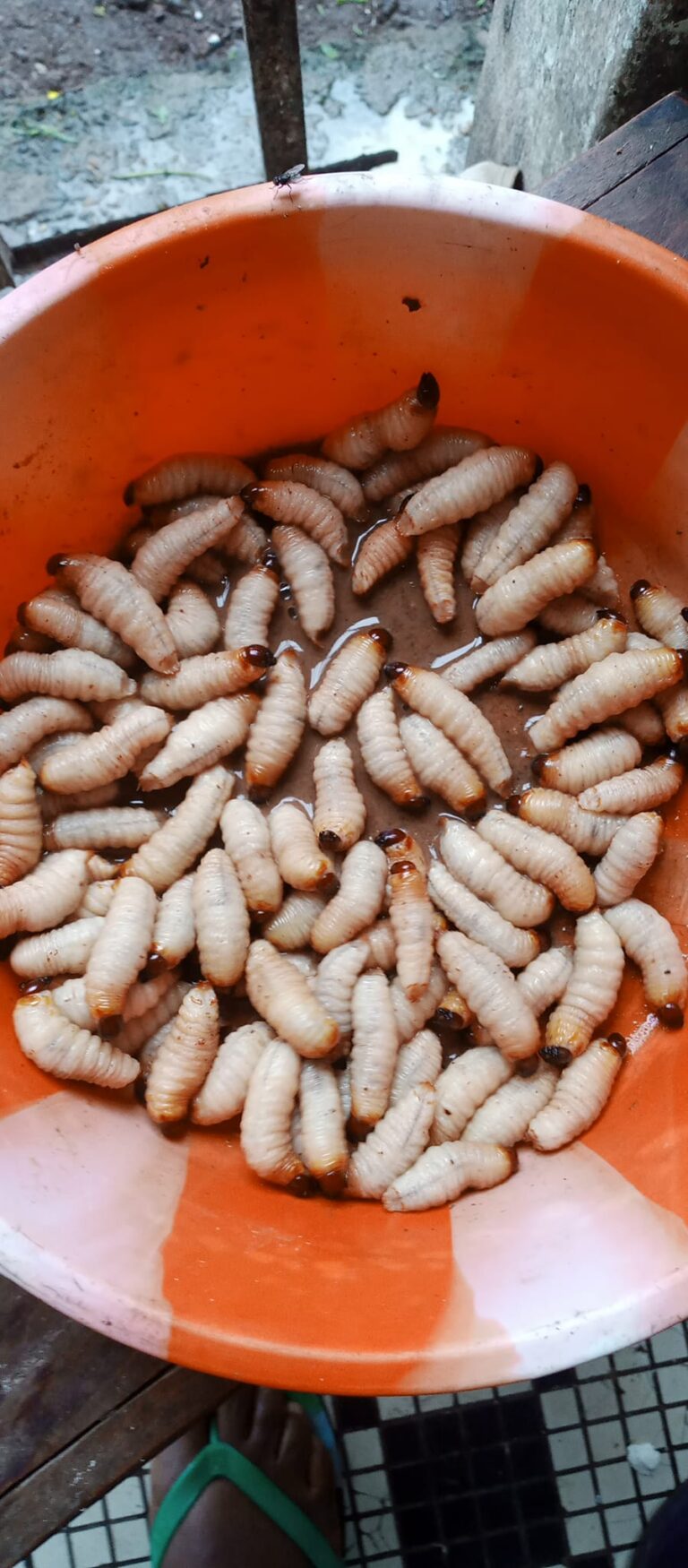 Palm weevil1 768x1750