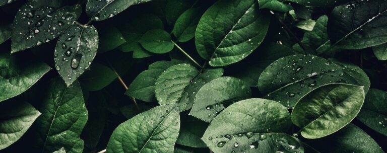 amrawat hero 768x304