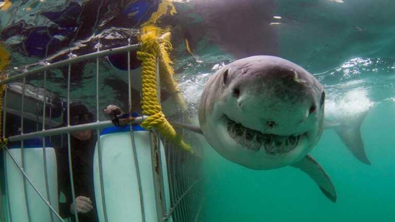 Sharkbookings underwater 768x432