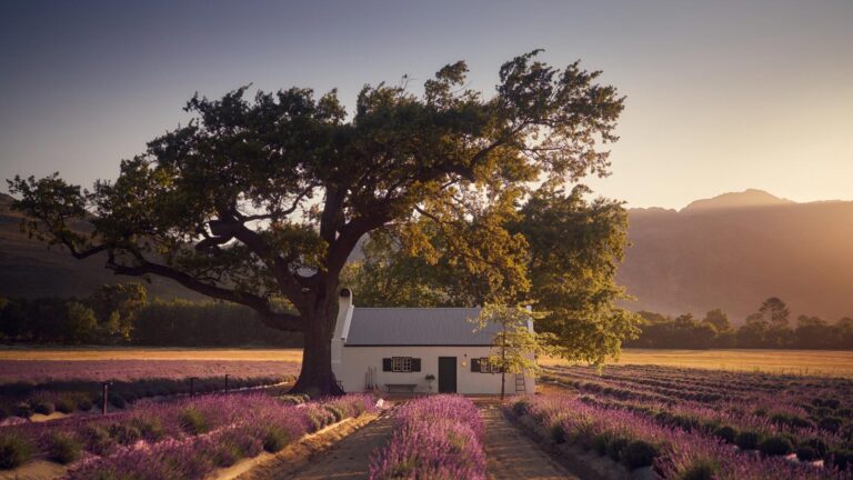 JAN Franschhoek Restaurant Exterior 768x432