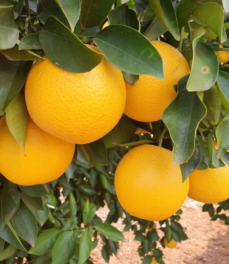 9 Citrus 768x884