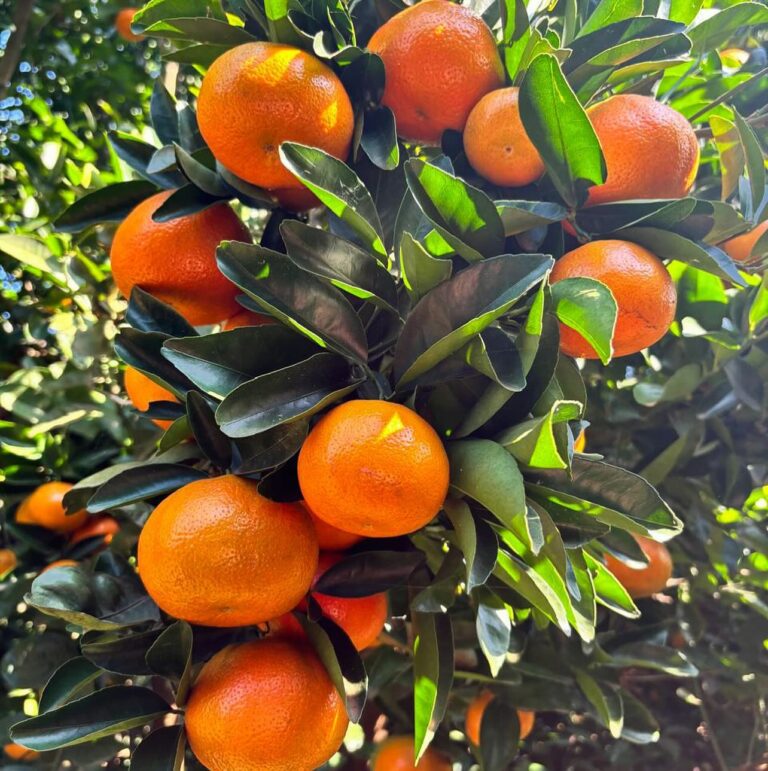 9 Fruits Export Tango 1 1 768x771