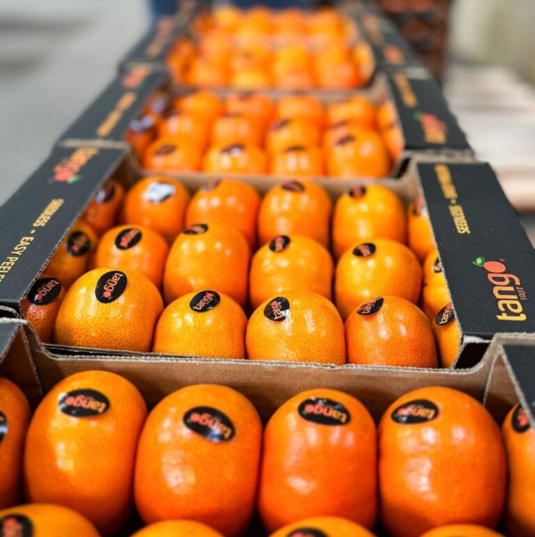 9 Fruits Export Tango 3 1 768x771