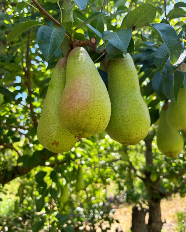 Abate Fetel pears 1 768x960