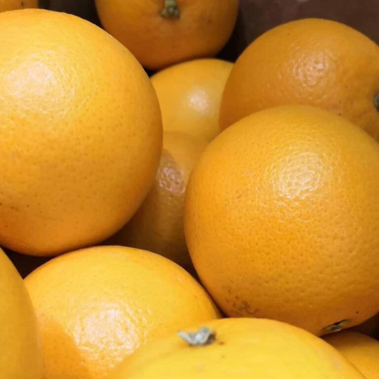 Valencia Oranges 768x768