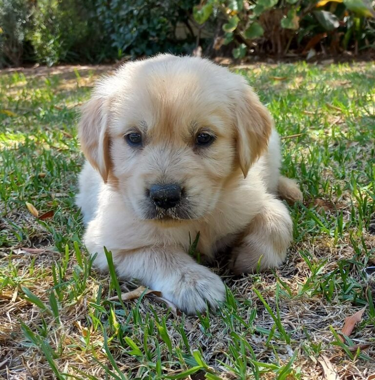 golden retriever puppy for sale sa 768x779
