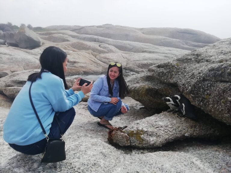 african penguins 768x576