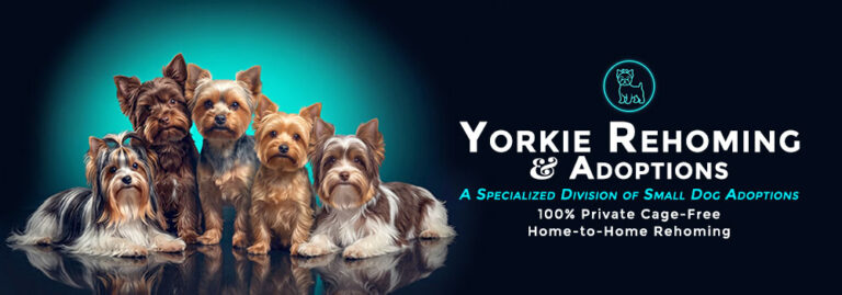 Yorkie Rehoming Adoptions Email Signature 1 768x269