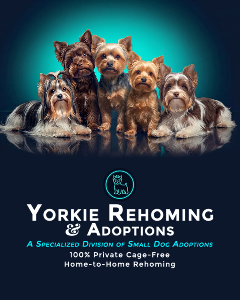 Yorkie Rehoming Poster national 768x960